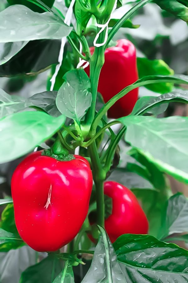Habanero pepper - Image 2