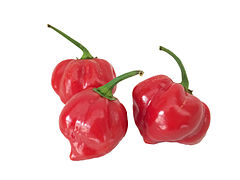 Habanero pepper